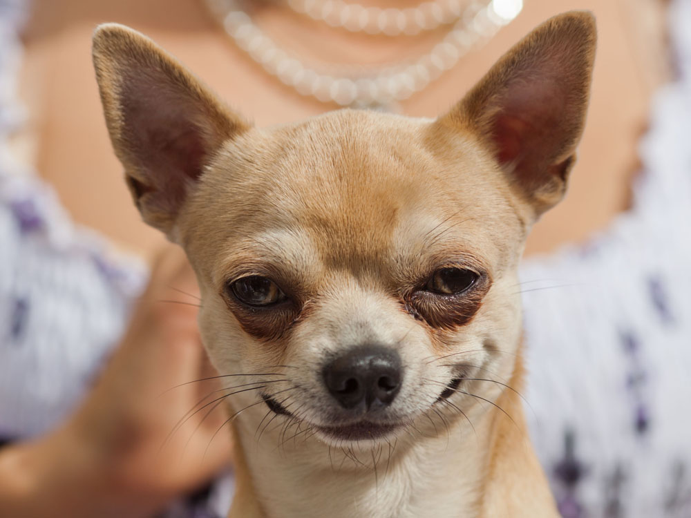 Comical-Chihuahua.jpg