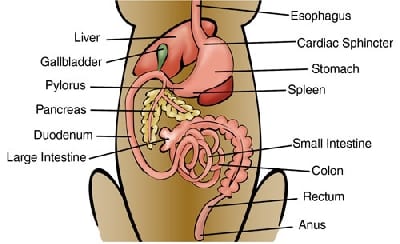 dog-digestive-system