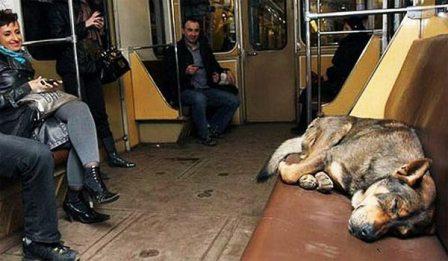 Αδέσποτα σκυλιά στο μετρό