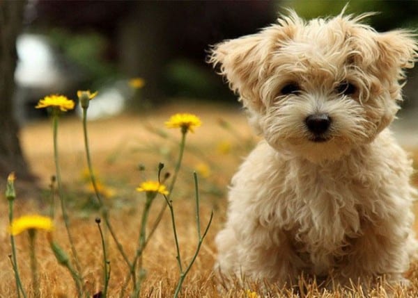 Cute-dogs-cell-phone-wallpapers-854x480-39